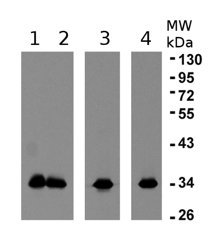 western blotdetection using anti-elongation factor alpha 1 and 2 antibodies